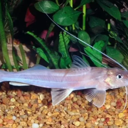 Dorado cunchi