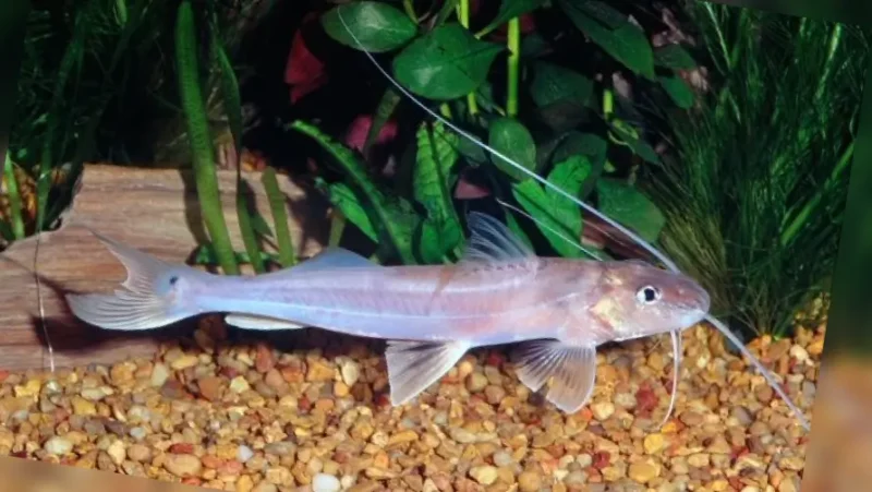 Dorado cunchi