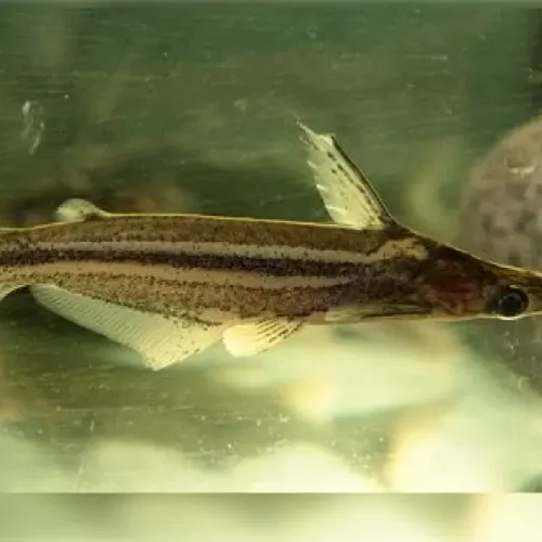 Duck Catfish