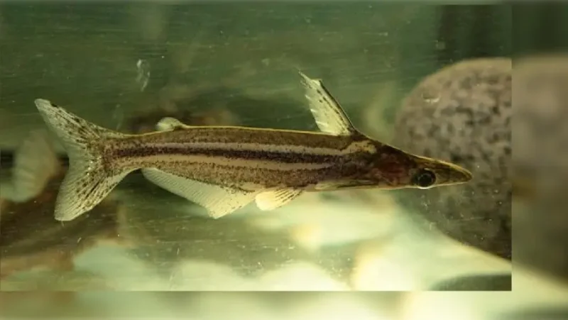 Duck Catfish