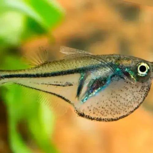Dwarf Hatchetfish