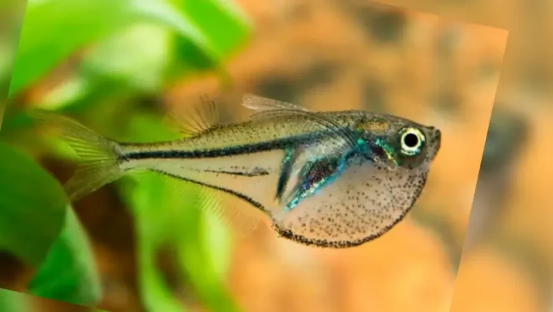 Dwarf Hatchetfish