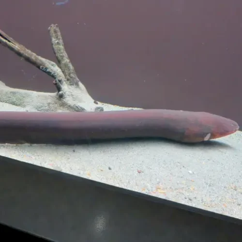 Electric Eel