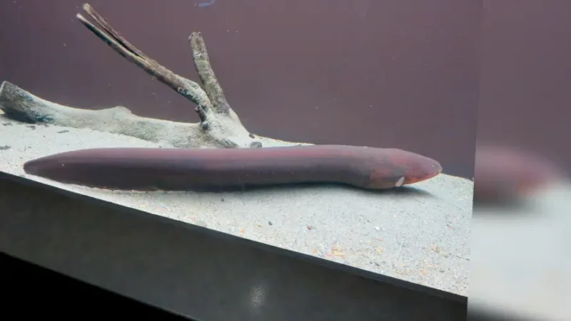 Electric Eel