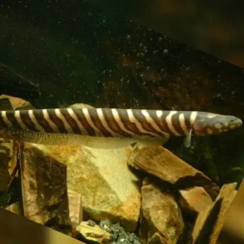 False Tiger Knifefish