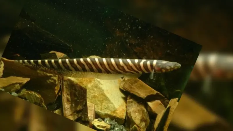 False Tiger Knifefish