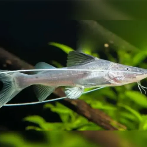 Filamentosum catfish