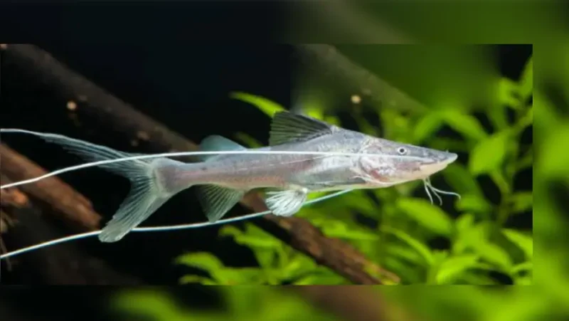 Filamentosum catfish