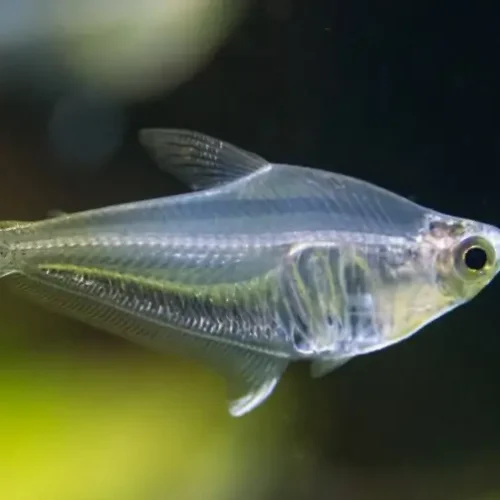 Tetra Vidrio