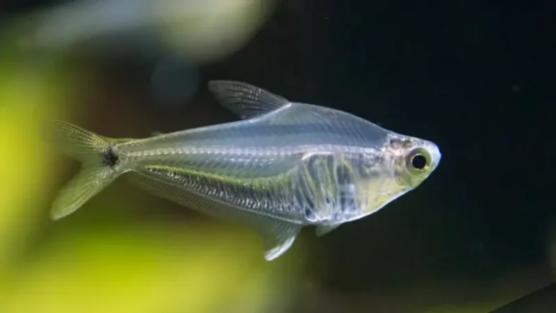 Tetra Vidrio