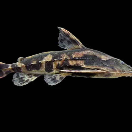 Giant Raphael Catfish