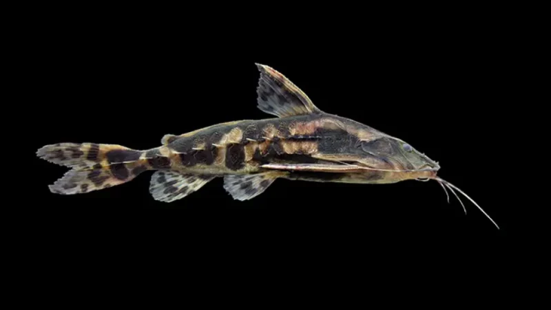 Giant Raphael Catfish
