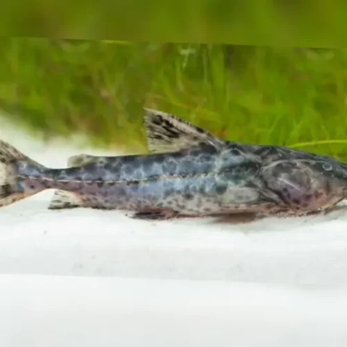 Granulated catfish