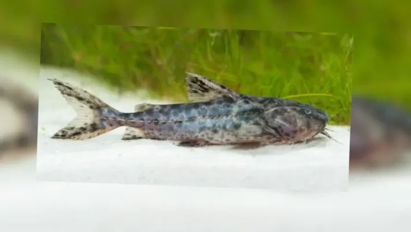 Granulated catfish