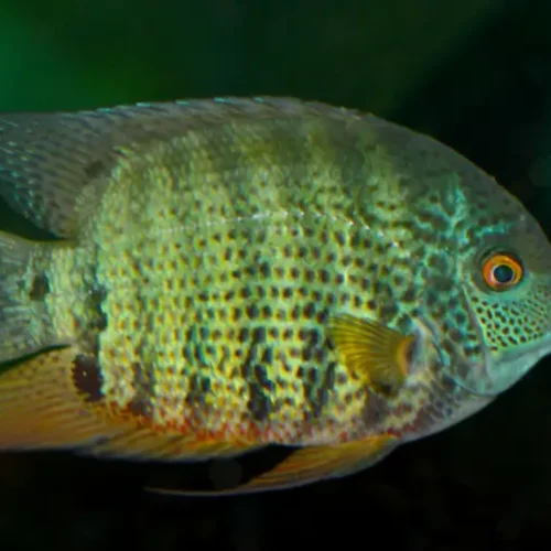 Severum Red Neck