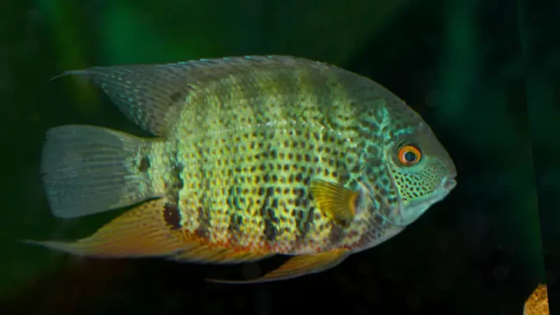 Severum Red Neck
