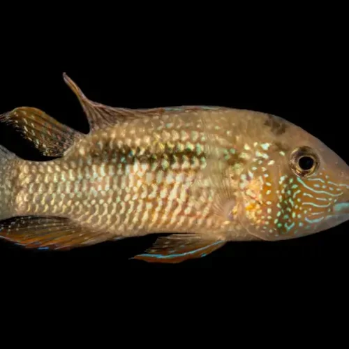 Inca Stone Cichlid