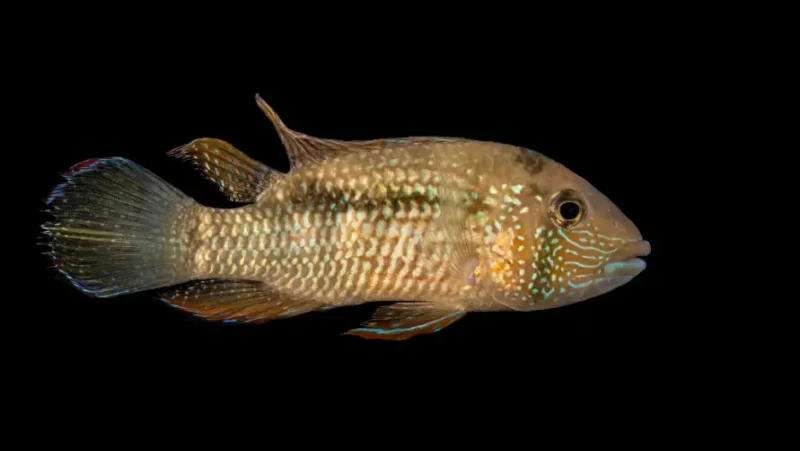 Inca Stone Cichlid