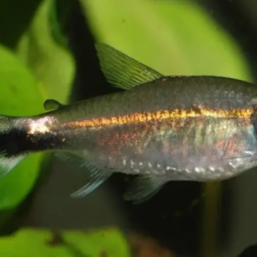 January Tetra