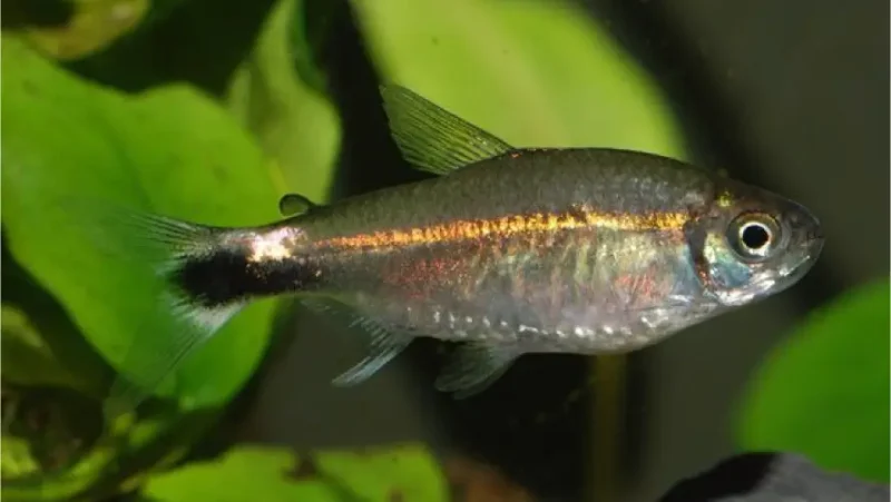 January Tetra
