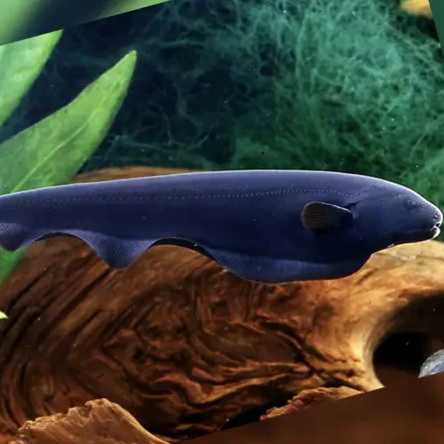 Knife Fish Dog