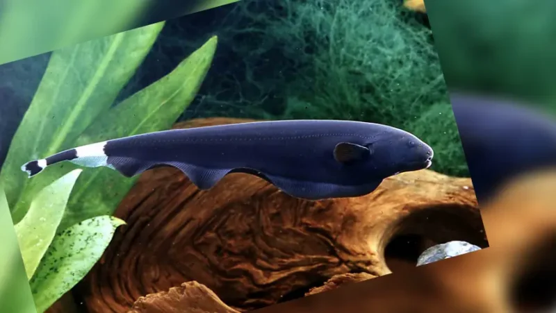 Knife Fish Dog