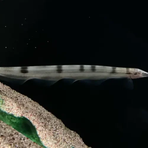 Knife Fish Thermometer