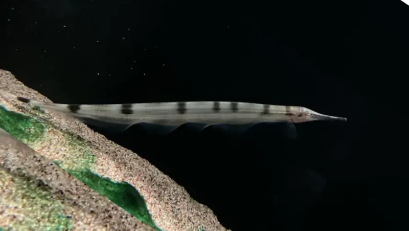 Knife Fish Thermometer