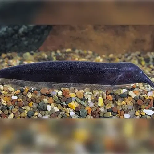 Knifefish Elephant
