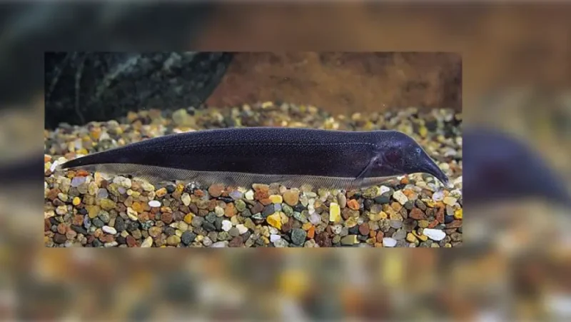 Knifefish Elephant