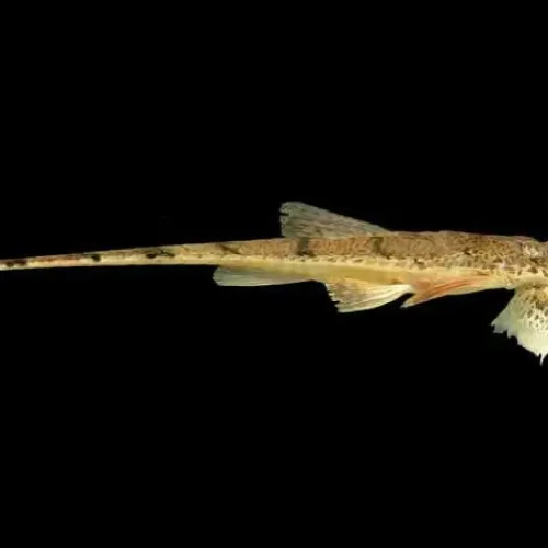 Knobnose Whiptail Catfish