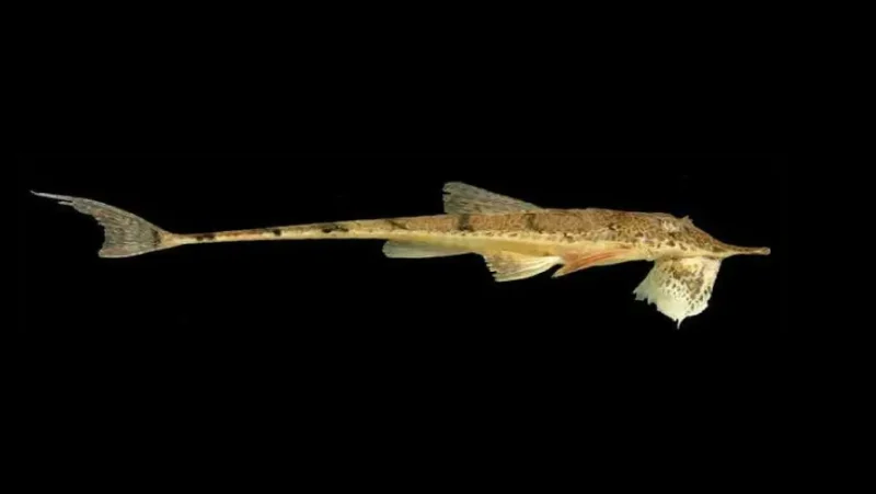 Knobnose Whiptail Catfish