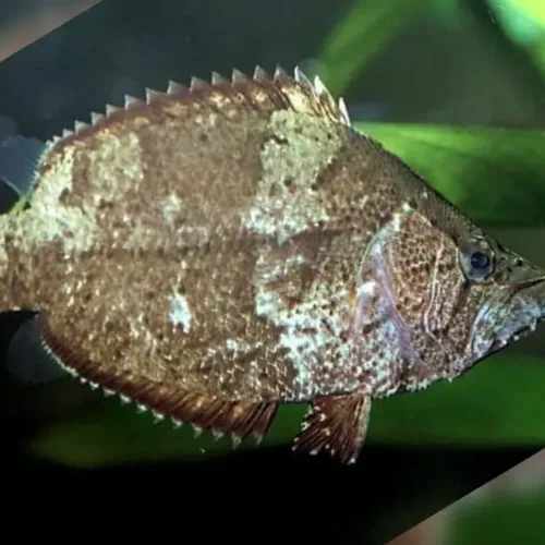 Leaf Fish
