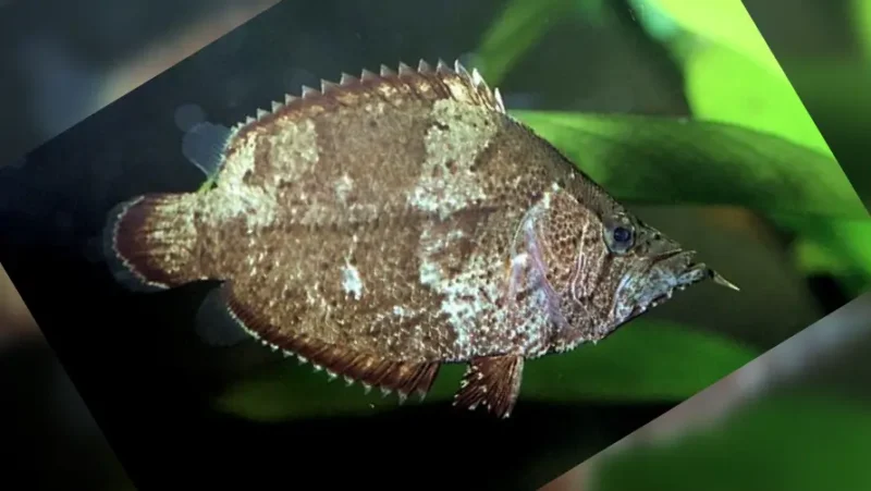 Leaf Fish