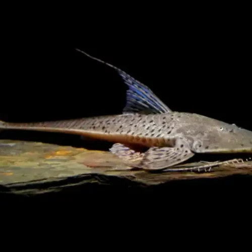 Loricaria circule