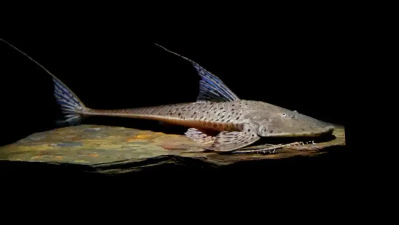 Loricaria circule