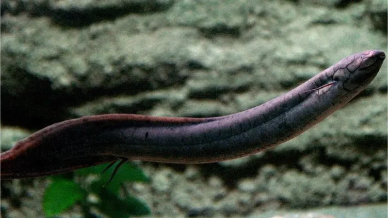 Lung Fish