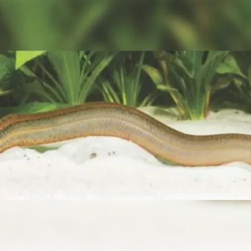 Marbled Swamp Eel
