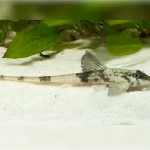 Marbled whiptail