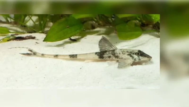 Marbled whiptail