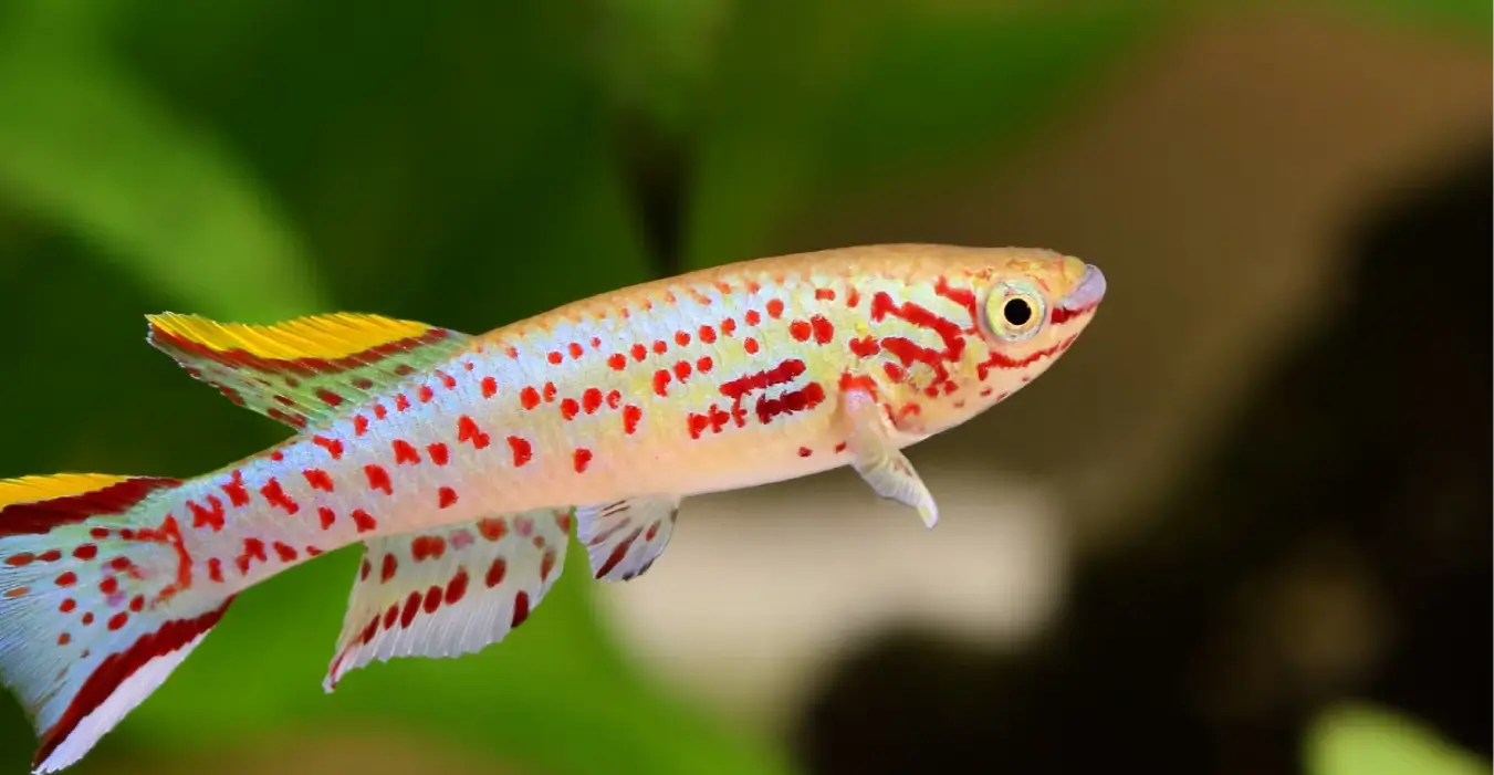 Peruvian Longfin
