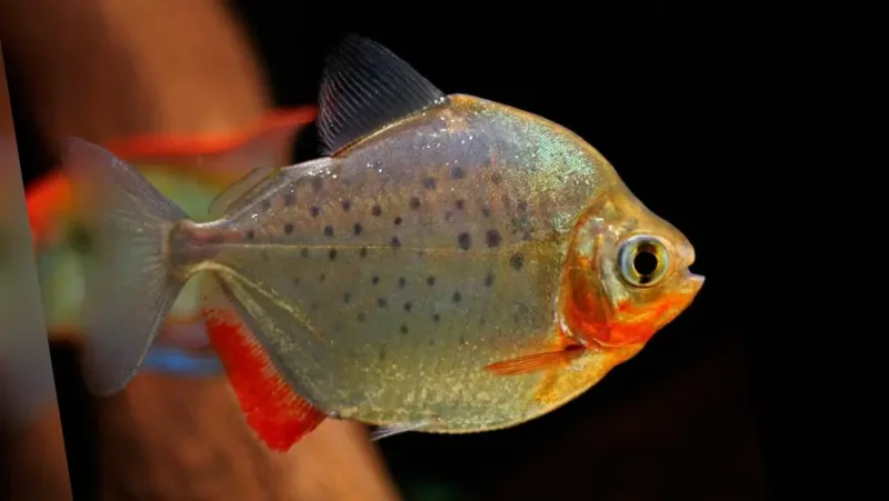 Metinnis Rousbelty