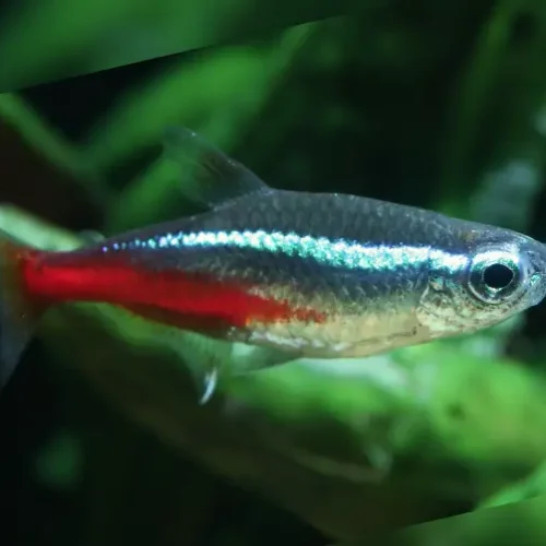 Neon Tetra