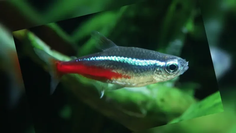 Neon Tetra