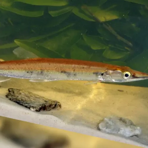 Needle fish brown