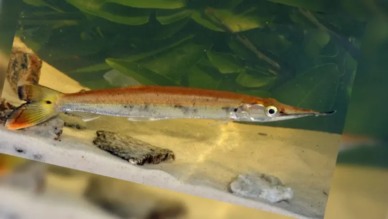 Needle fish brown