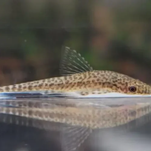 Otociclus tigre
