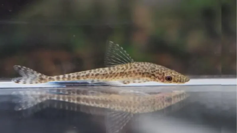 Otociclus tigre