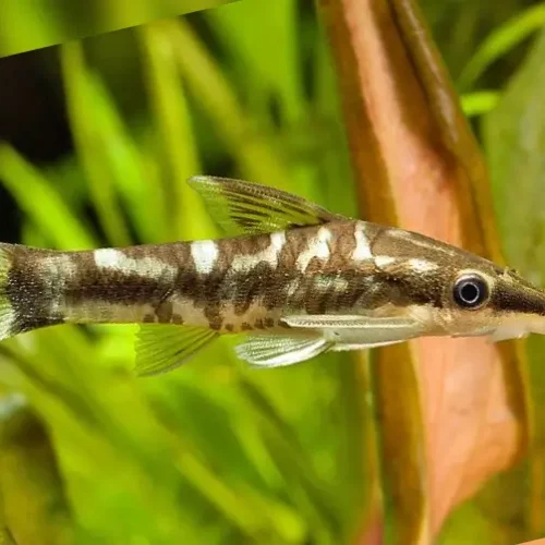 Otocinclus cebra
