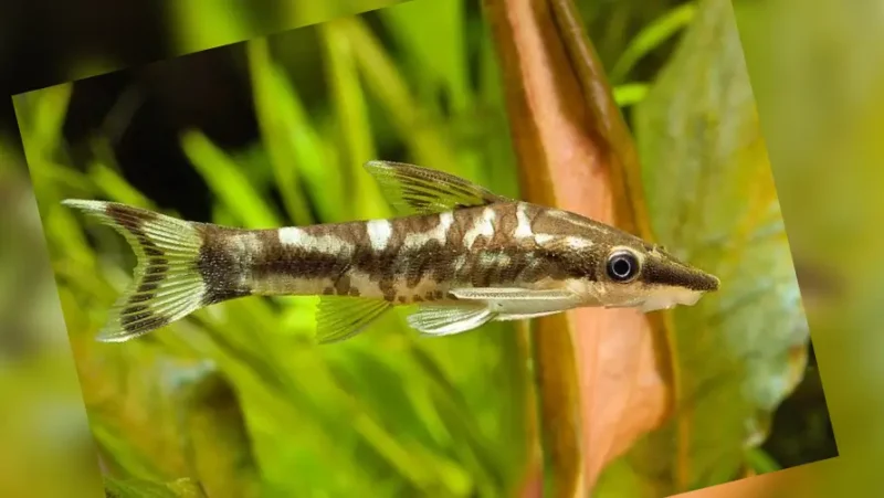 Otocinclus cebra